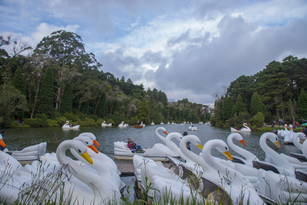 Crédito: Rafael Cavalli. [Descrição da imagem: A foto mostra um lago com vários pedalinhos em formato de ganso vazios e, ao fundo, alguns com pessoas. Ao seu redor, há várias árvores circulando o local.]